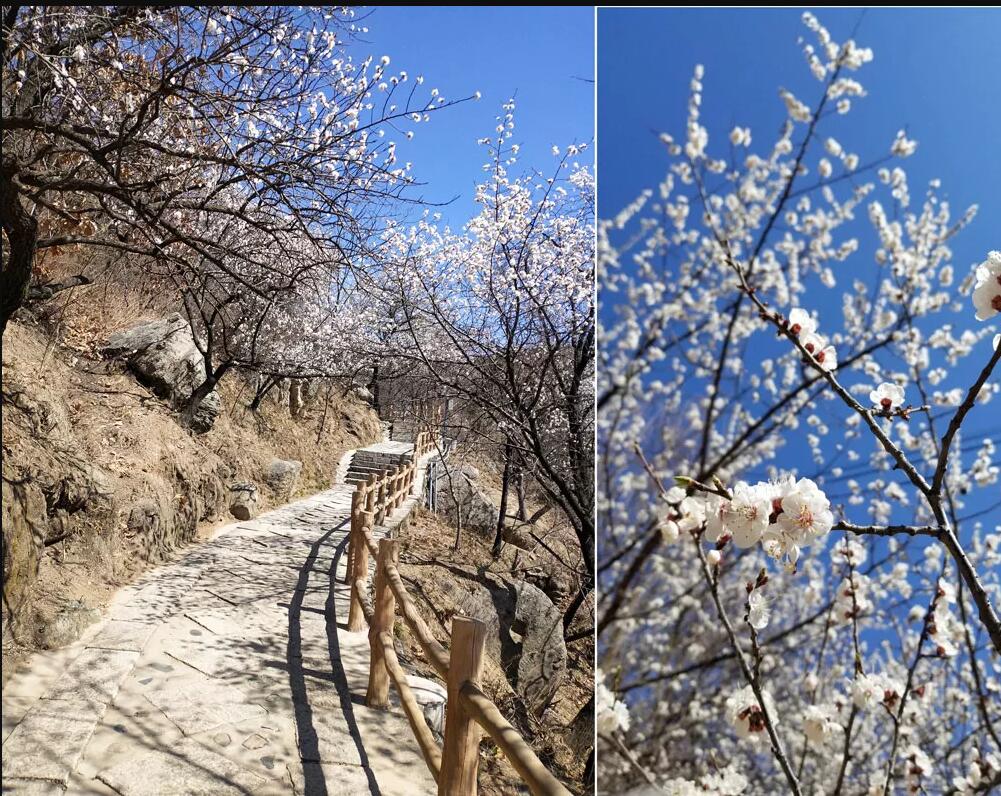 沒登頂長城的老師不是好老師！--記崇文直屬春季踏青活動