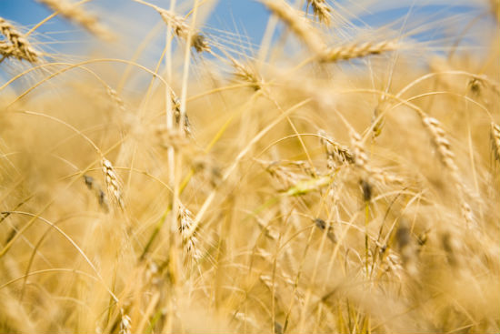 農業(yè)電氣化專升本學校對考生報名有什么條件的要求？