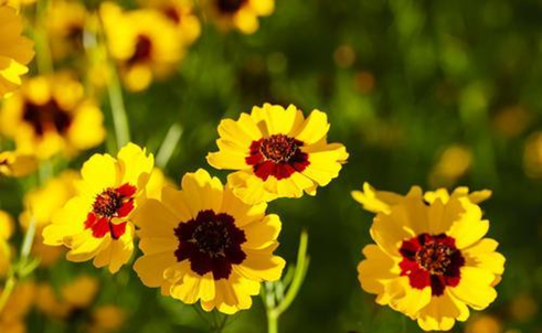 應(yīng)用英語(yǔ)專業(yè)專升本考試科目有哪些？