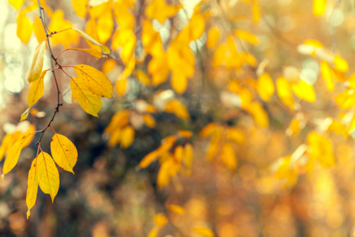 在林芝專升本學(xué)歷提升哪個(gè)培訓(xùn)機(jī)構(gòu)報(bào)名好？