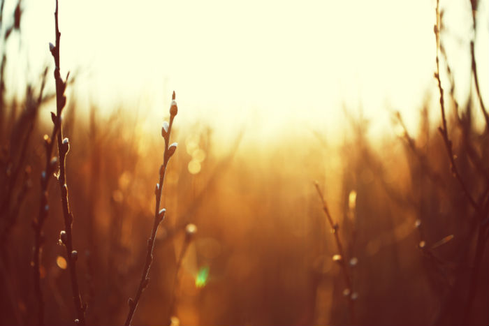 東北財(cái)經(jīng)大學(xué)專升本遠(yuǎn)程教育畢業(yè)要什么條件？