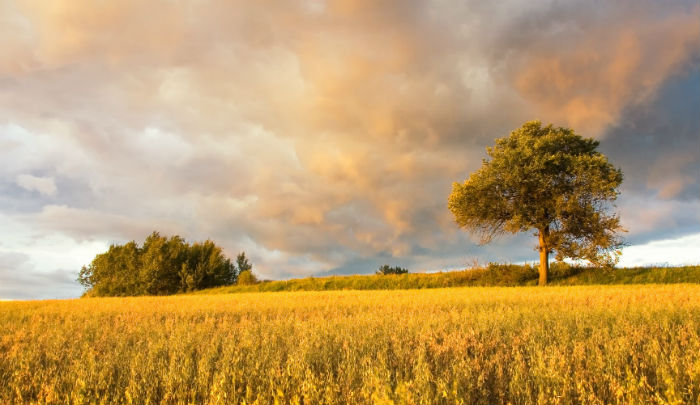 北京外國語大學專升本考生滿足什么條件要求才能畢業(yè)？