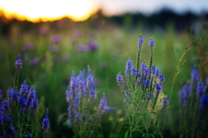 蘭州大學(xué)網(wǎng)教專升本科入學(xué)考什么科和網(wǎng)絡(luò)教育入學(xué)怎么考試的？