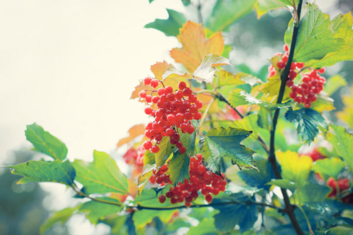 東北財(cái)經(jīng)大學(xué)網(wǎng)絡(luò)教育學(xué)院是?？茊?？