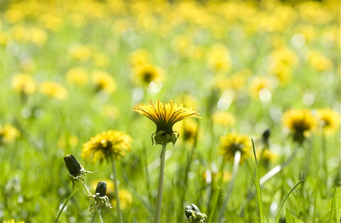 北京語言大學(xué)專升本文學(xué)類專業(yè)有哪些