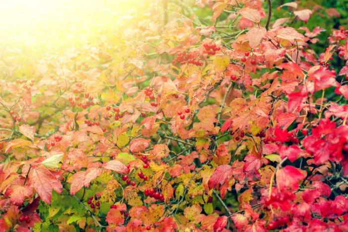 西南大學專升本網(wǎng)絡教育有多少專業(yè)？