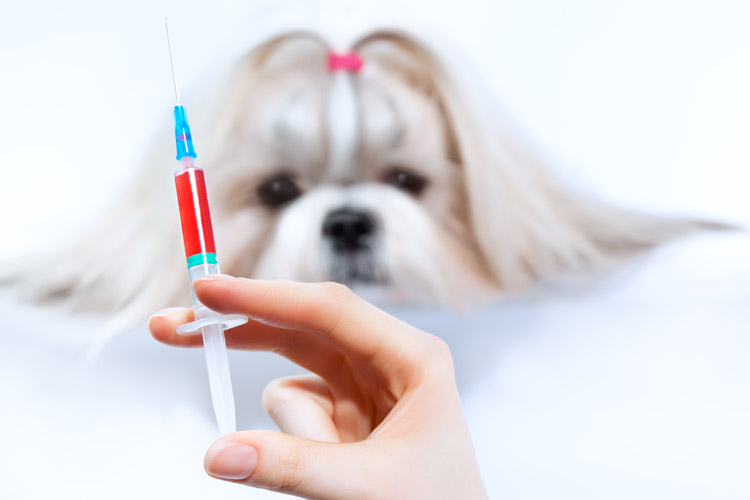 重慶畜牧獸醫(yī)專升本可選大學